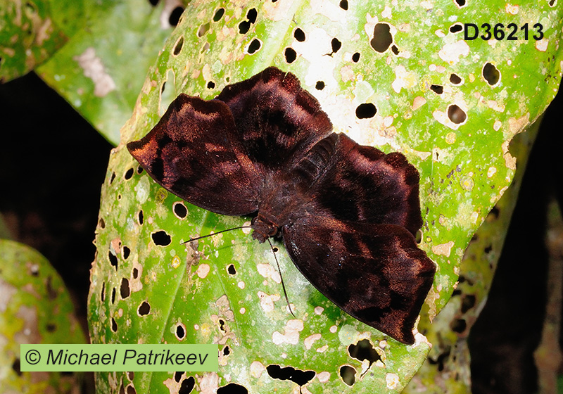 Giant Sicklewing (Achlyodes busirus)